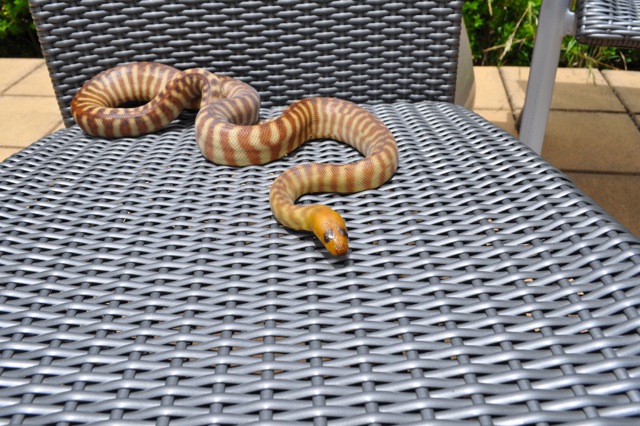 Woma